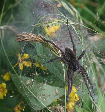 Rantahämäkki pesäseittinsä päällä. Poikaset ovat rykelmänä kuvan yläreunassa seitin sisällä, eivätkä erotu tässä kunnolla.